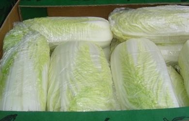 Stable price of Chinese cabbage