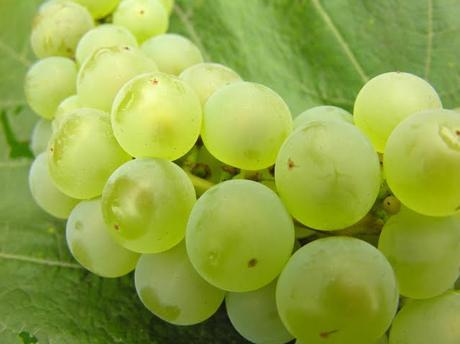 Australian grapes soon to set sail for China