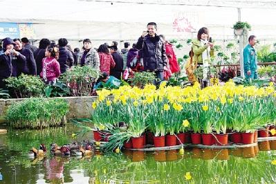 Cangzhou city   s second flowers exhibition for Spring   s coming