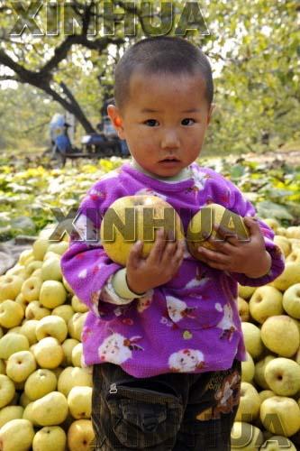 Pears Harvested in Dangshan