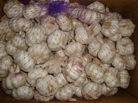 China: Price of garlic may continue to rise