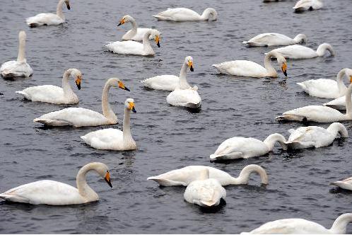Paradise for birds: swan lake in E China's Shandong