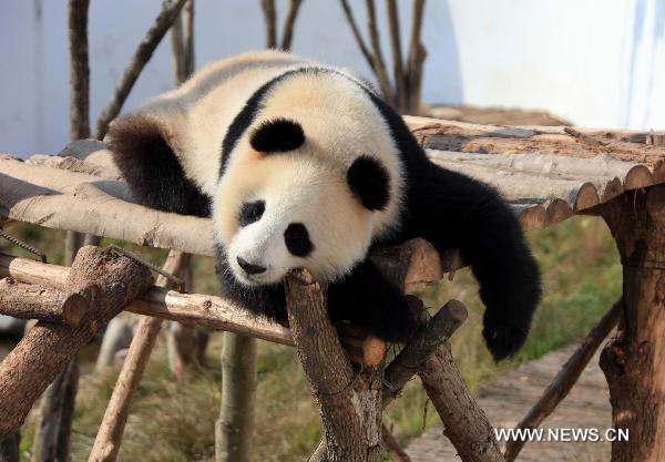 Lovable pandas in theme park of Anhui
