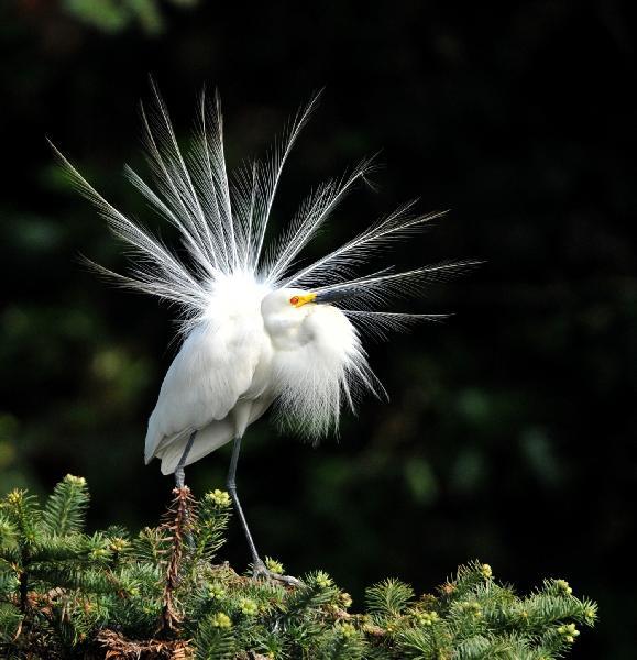 White egrets enjoy happy life in E China