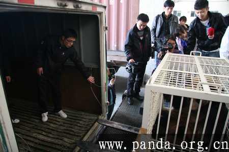Panda xingbang comes to Chengdu