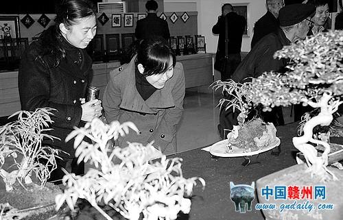 Miniature Gardening Exhibition Held in Shangyou