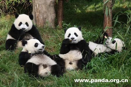 Panda Gift to Macau are to come from the Chengdu Panda Base