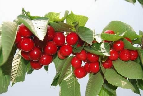 China: Cherry production delayed due to cold winter
