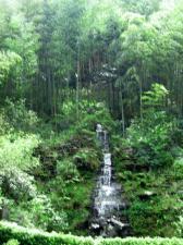 One hundred bamboo plantations travel  Western Hunan of China