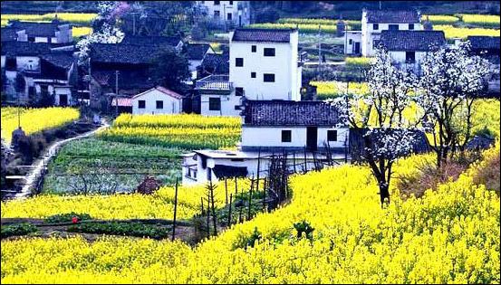 Wuyuan County in Golden Rape Flowers