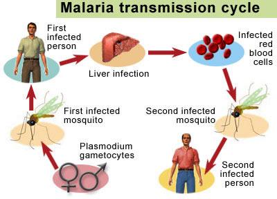 Be cautious that mosquitoes might carry Malaria