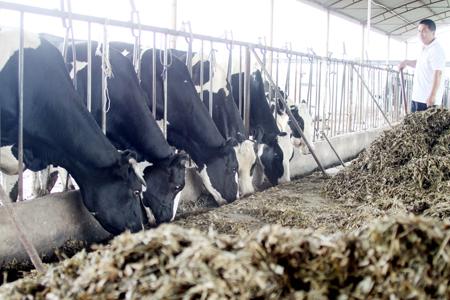 Cold comfort for farmers as milk sours