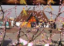 Land of Peach Blossoms folk custom village travels  Shanghai of China