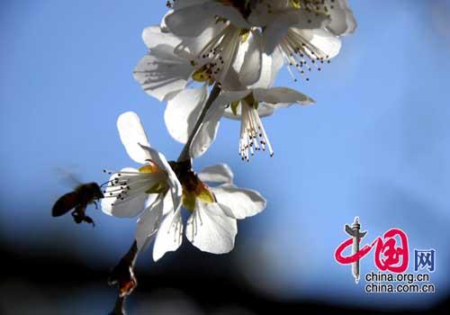 Top 10 spring flowers to see in Beijing