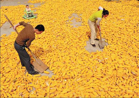 Corn imports set to slow