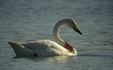 Banding Swan Spotted in Xinjiang