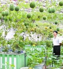 The township of the Chinese water-melon travels  Beijing of China