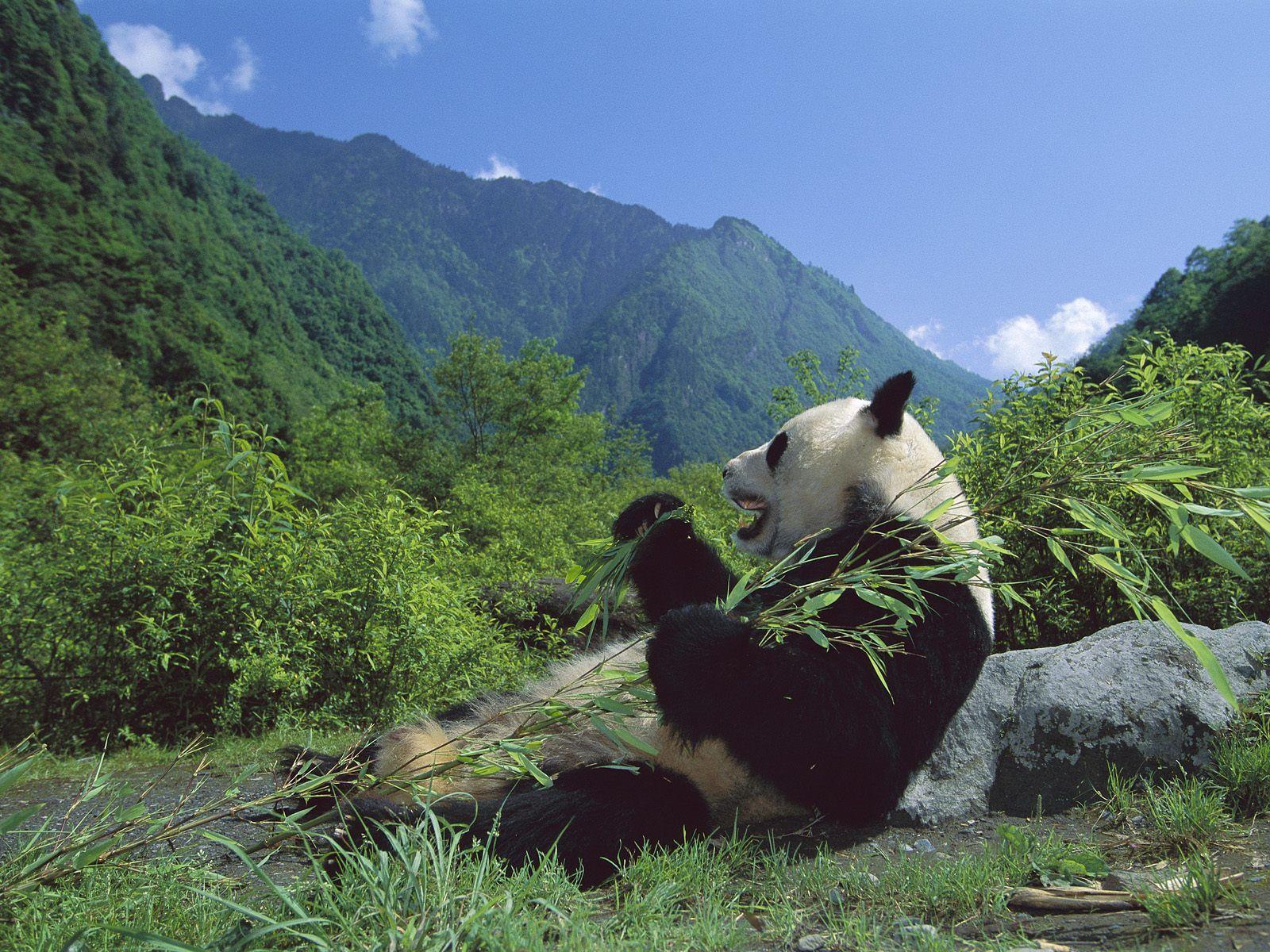 Giant Panda And Bamboo: More Than A Meal To The Endangered Bear