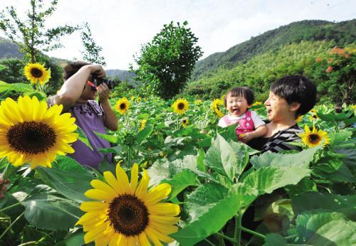 Sunflowers in Shaoxing were in full bloom