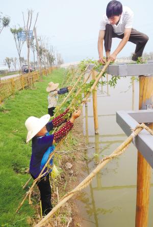 Plant on the bank, saving the land; pick over the water, a creative idea