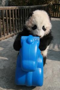 Six star pandas have been finalized    Chengdu Pambassador    will be able to have up close contact