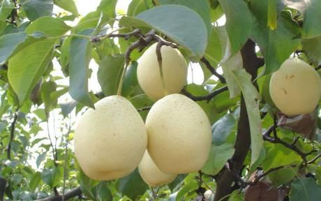 Enough volumes of Chinese pears for export
