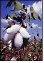 India:Soaring cotton prices hamper industry's performance