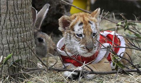 Baby tiger, rabbits stay harmoniously in Xiangjiang Wildlife Park