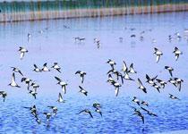 Travel in the east beach migratory bird   s protection zone of Chongming Island  Shanghai of China