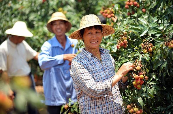 Litchi harvest in Hainan