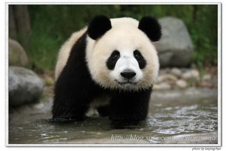 Giant Pandas: Dabble