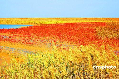 The estuary of the Yellow River