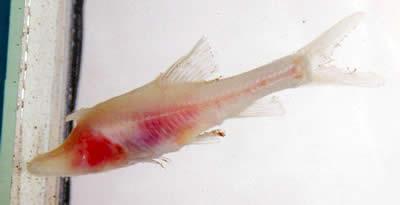 CAS Researchers Found Blind Fish in Yunan Province
