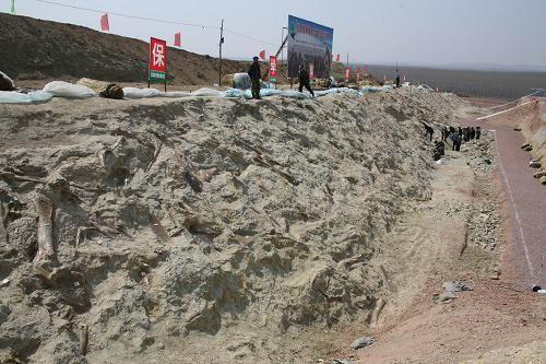 Experts Say Dinosaur Fossil Found in East China May be New Species