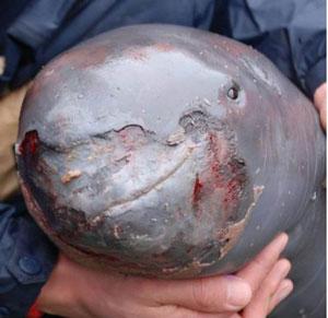 IHB Researchers Rescue Yangtze Finless Porpoises in Poyang Lake