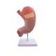 Biology Teaching Life Size Human Anatomy Stomach Model For Hospital