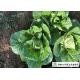 Natural Plant Flat Head Cabbage Improve Digestion Easy Store For Supermarket