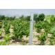 Orchard Plantations Metal Grape Vine Trellis Posts High Strength Eco Friendly