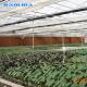 Multi-Span Greenhouse High Tunnel 200 Micron Polyethylene Film Greenhouse