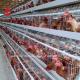 Automatic 120 Birds Poultry Farm Layer Cage Silver Adela