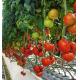 Customizable Double-Film Hydroponic System for Pepper Production Multi-Span Design