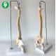 Demonstration Educational Body Parts Models / Vertebral Bone Anatomical Spine Model 45CM