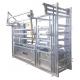 Professional Hot DIP Galvanized Cattle Crush with Weighing Scale