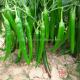 Stemless Erjingtiao Dried Spicy Chili 13-16cm 8000shu Nutrition Facts Protein-9 2g