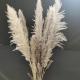 1.5M Beige Tall Bulk Dried Natural Pampas Grass Decor