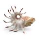 Educational Sea Animal Nautilus Model Toy Figure Desktop Decoration Collection Party Favors Toys for Boys Girls