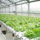Multi-Span Humidity Control Film Greenhouse for Vegetables Optimize Vegetable Growth