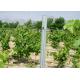 Customized Size Agriculture Fence Posts 8ft Height In Iron Pallet Packing