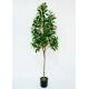 150cm Artificial Decorative Trees Pachira Macrocarpa Plant Custom Design