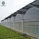 10ft Plastic Film Greenhouse With Hydroponic Growing Systems